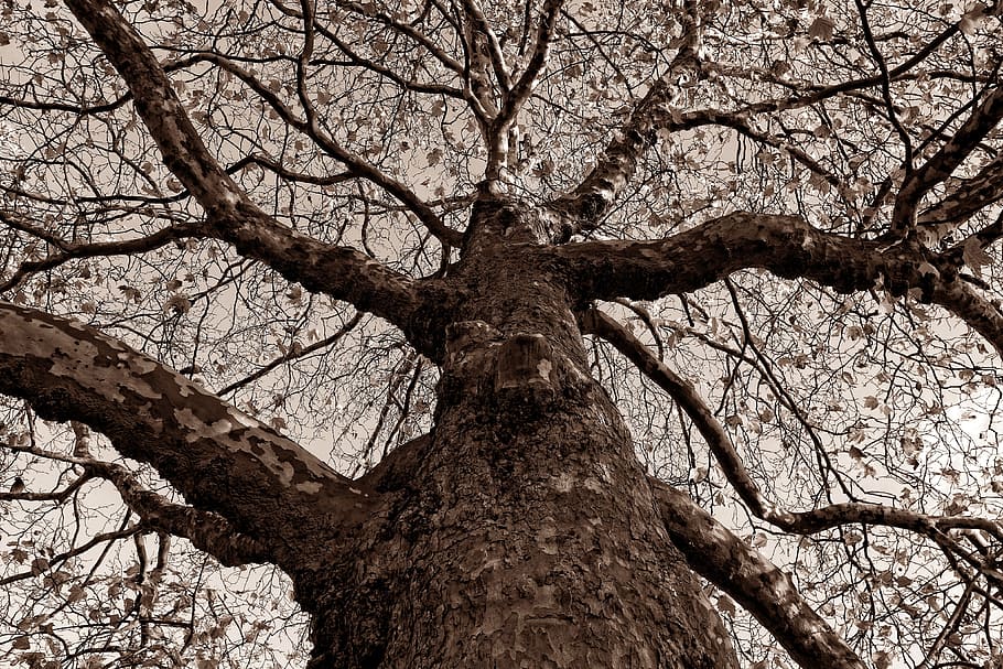 tree, trunk, gnarled, bark, branch, bare tree, rising up, tree top HD wallpaper