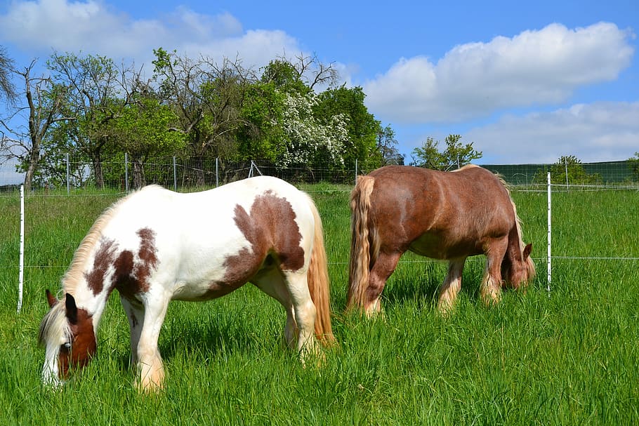 Horse, Pasture, Coupling, Graze, Meadow, animal world, horse pasture HD wallpaper