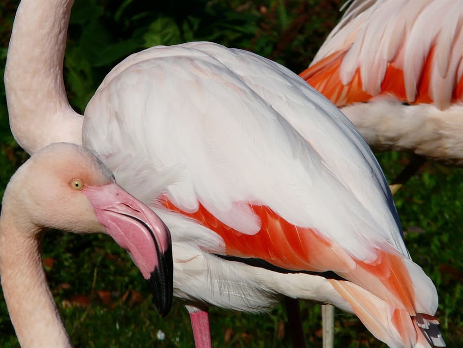 Flamingo, Plumage, White, Red, Feather, orange, pink, colorful HD wallpaper
