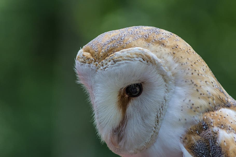 closeup photo of white barn owl, closeup photo of beige barn owl HD wallpaper