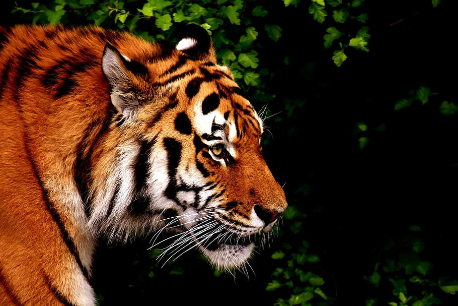 siberian tiger, predator, fur, beautiful, dangerous, cat, wildlife photography HD wallpaper
