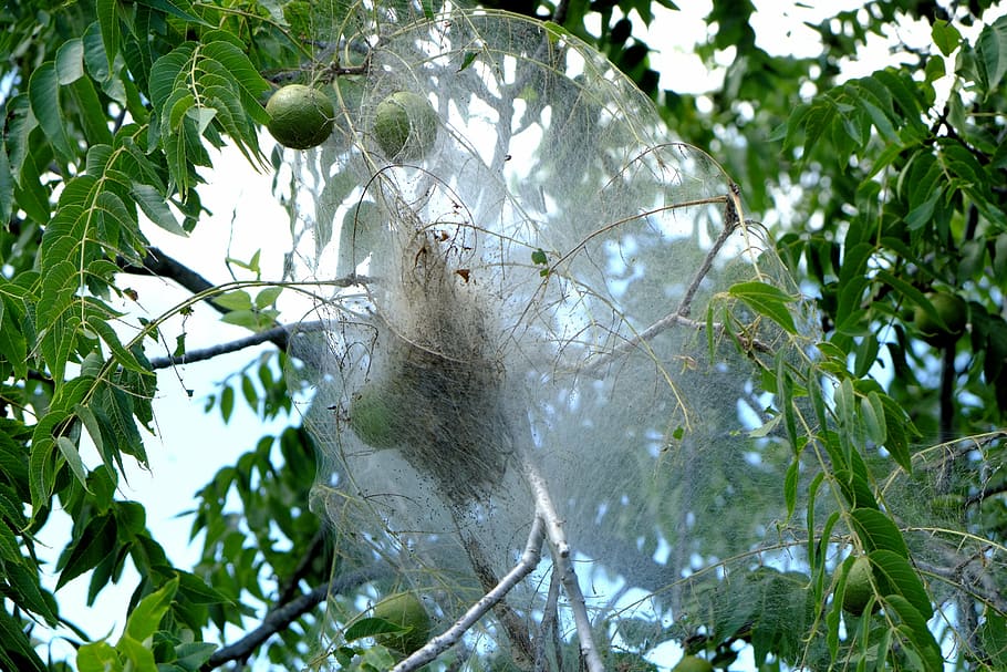 caterpillar cocoon, apple tree, insects, summer, nature, outdoors HD wallpaper