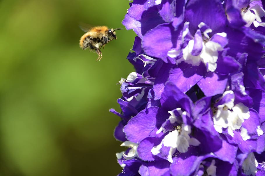 selective focus photography of bee hovering in front of purple petaled flower HD wallpaper