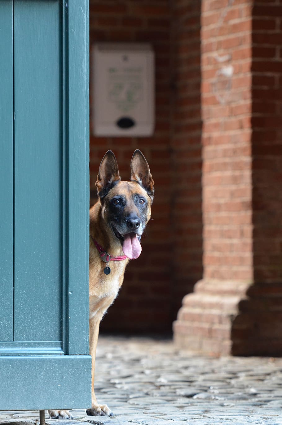 Malinois, Door, Belgian Shepherd Dog, pets, animal, canine HD wallpaper