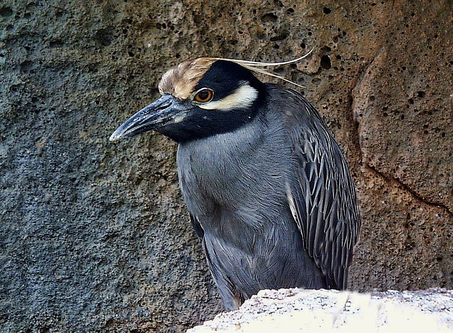 yellow, crowned, night, heron, animal, bird, wildlife, yellow-crown HD wallpaper