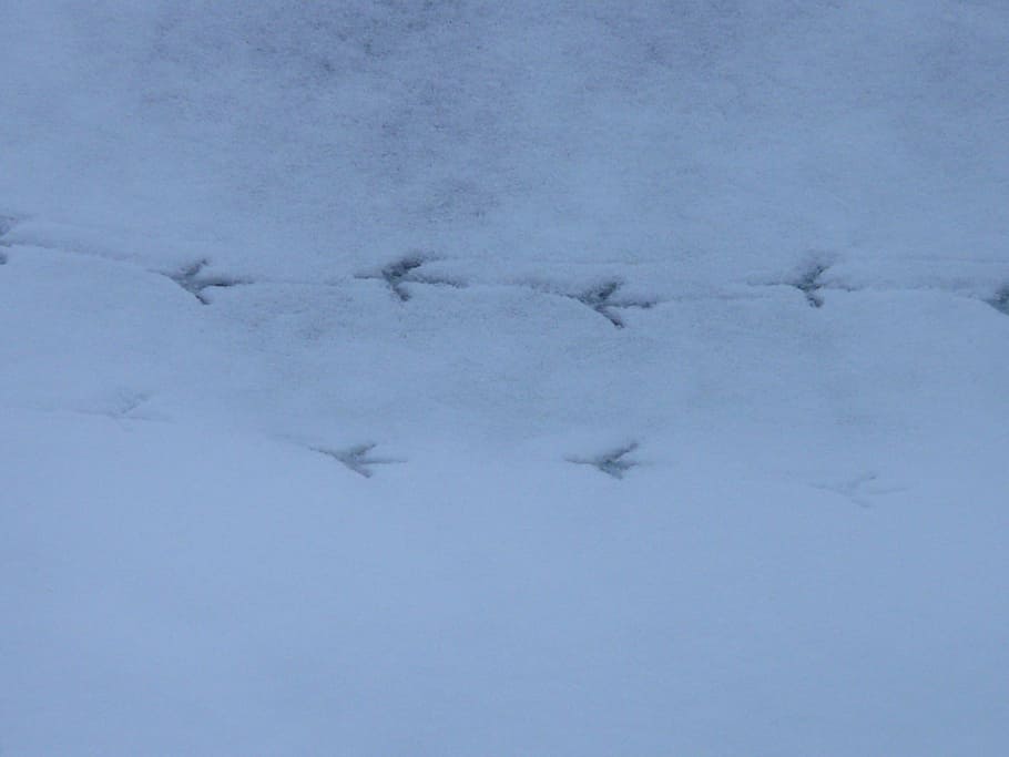 Bird Tracks, Animal Track, Reprint, Snow, traces, winter, bird footprint, HD wallpaper