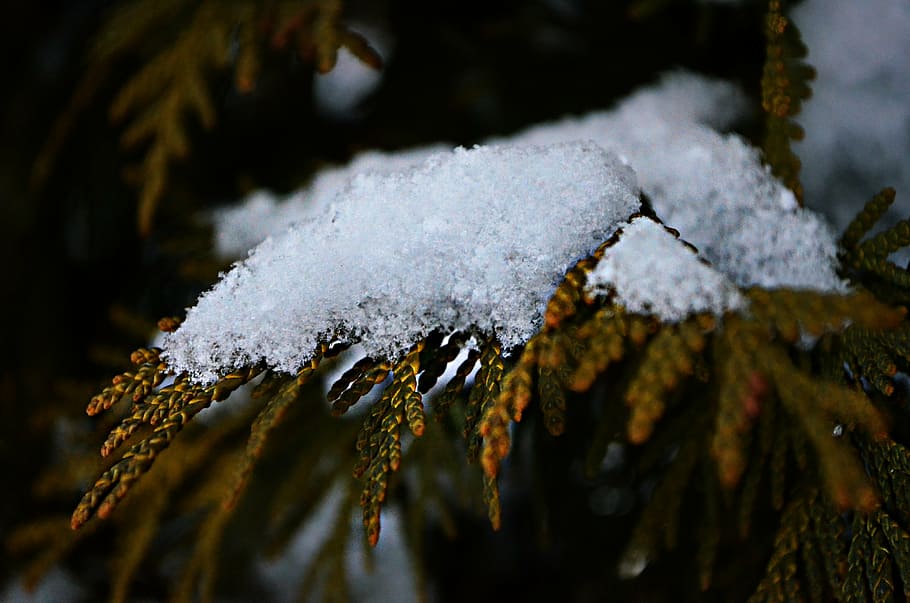 snow, tree, branch, cold temperature, winter, close-up, nature HD wallpaper