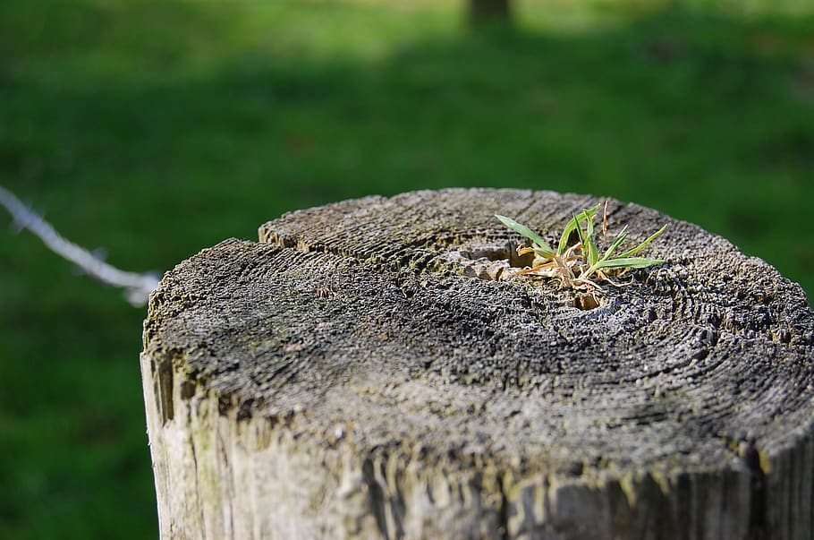 post, grass, landscape, wooden posts, tree, focus on foreground HD wallpaper