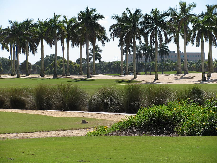 palm trees, greens, nature, landscape, fairway, outdoor, plant, HD wallpaper