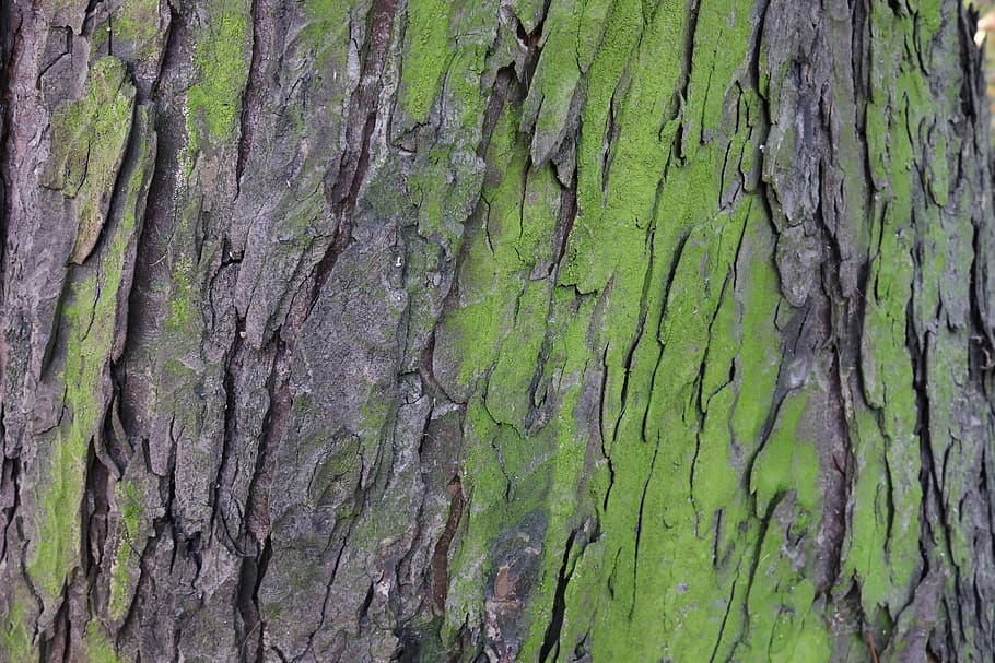 tree, the bark, forest, green, textured, backgrounds, trunk HD wallpaper