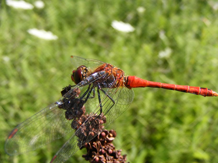 dragonfly, insecta, grass, flower, green, nature, animal, close-up HD wallpaper