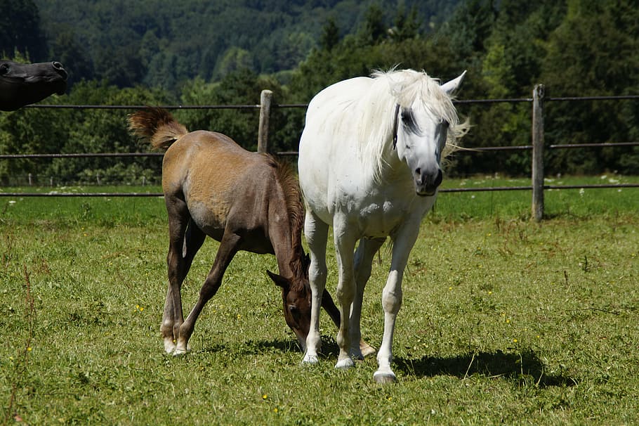 wildlife photography of two horse on yard, mares, foal, arabs HD wallpaper