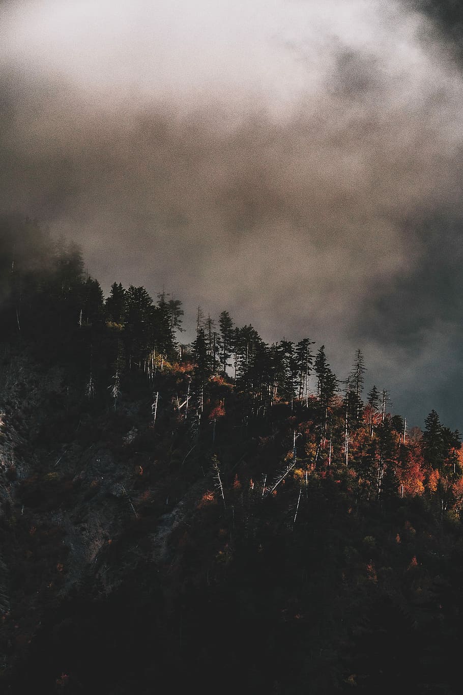 green trees under white clouds at daytime, trees on mountain under gray clouds HD wallpaper