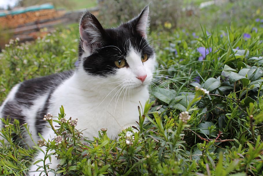 Cat, Grass, Pet, Kitten, green, sitting, feline, domestic, animal HD wallpaper