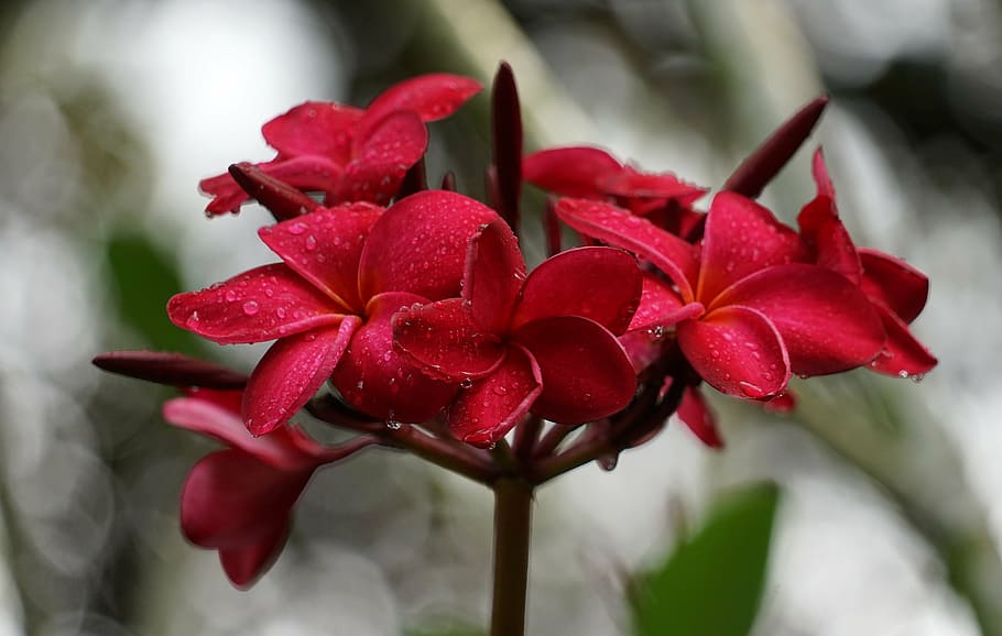 orchid, garden, singapore, botanical garden, park, flower, red, HD wallpaper