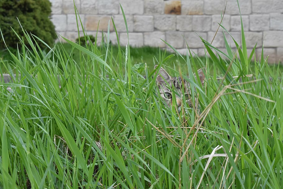 pet, nature, hidden, cat, domestic cat, mieze, grass, plant HD wallpaper