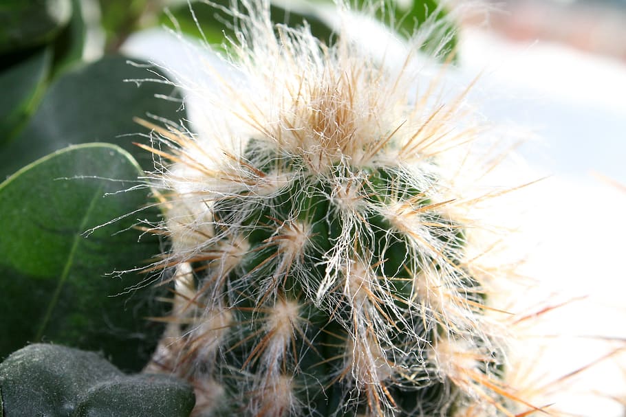 cactus, prickly, close-up, plant, focus on foreground, growth HD wallpaper