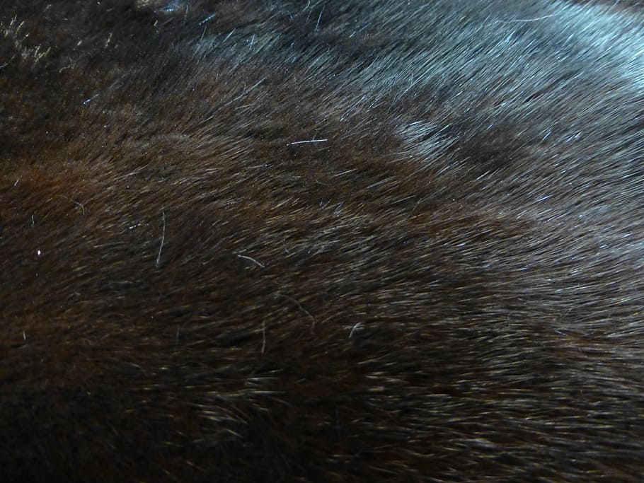 black dog fur, mink, taxidermy, hair, fluffy, fashion, clothing, HD wallpaper