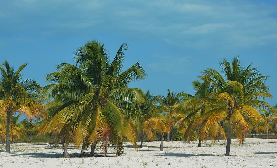 palm trees on beach under blue calm sky, cuba, sun, summer, travel, HD wallpaper