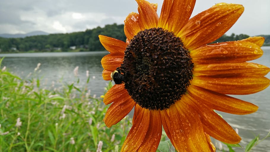 Sunflower, Bee, Wet, rain, bumble, orange, yellow, gray, flying HD wallpaper