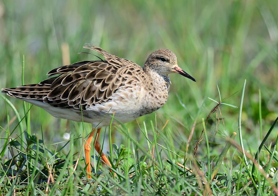 bird, marsh, wetland, migratory, asia, animals in the wild HD wallpaper