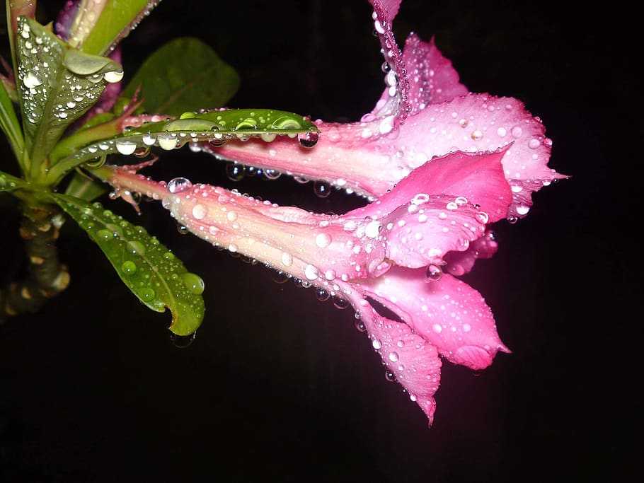 rain, flowers, night, wet, drop, water, plant, close-up, beauty in nature HD wallpaper