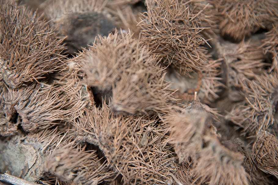 nut, chestnut, firewood, nature, close-up, dry, brown, no people HD wallpaper