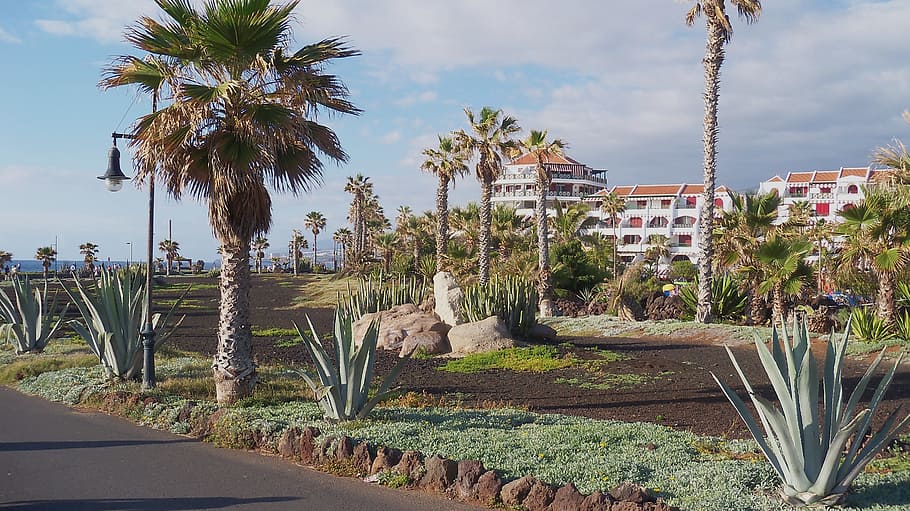palms, tenerife, spring, overview, plant, palm tree, tropical climate HD wallpaper