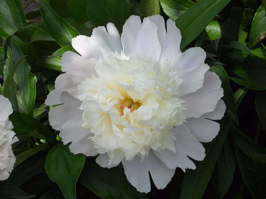 Flower, Peonies, Blossom, Blooming, plant, spring, summer, petals HD wallpaper