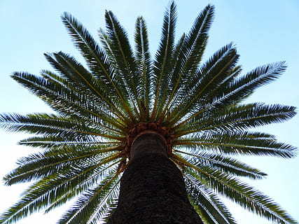 low angle photography of green tree, palm, date palm, shade tree HD wallpaper