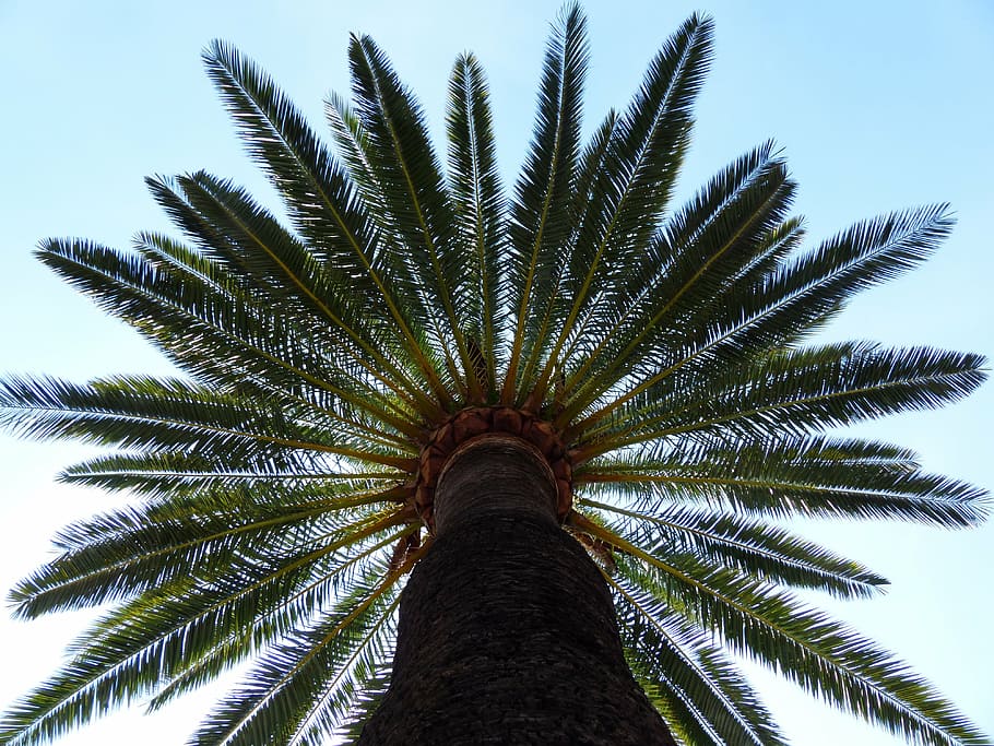 low angle photography of green tree, palm, date palm, shade tree HD wallpaper