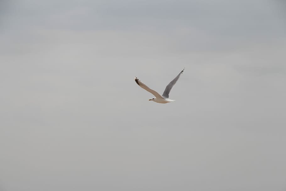Gull, Sea, Wing, Bird, Flight, sky, one animal, studio shot HD wallpaper