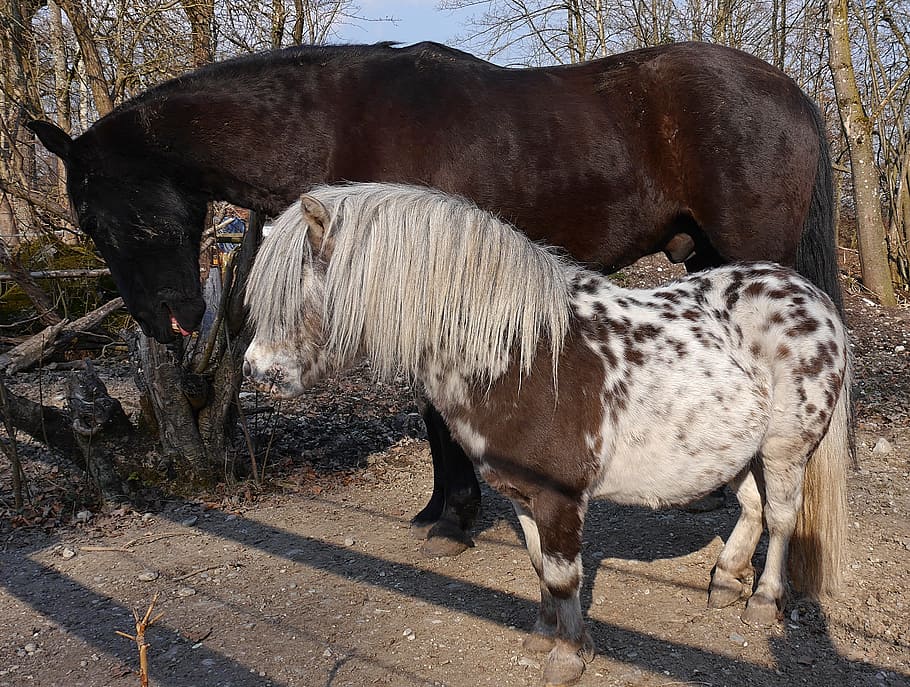 Horses, Paddock, Animal, animal themes, no people, livestock HD wallpaper