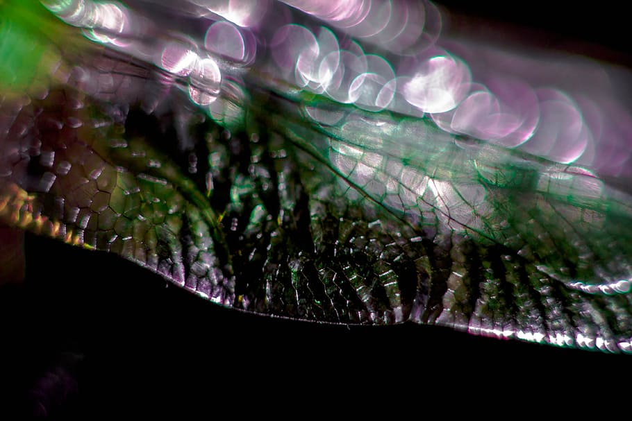 Dragonfly, Wing, Purple, Bug, Insect, wildlife, transparent HD wallpaper