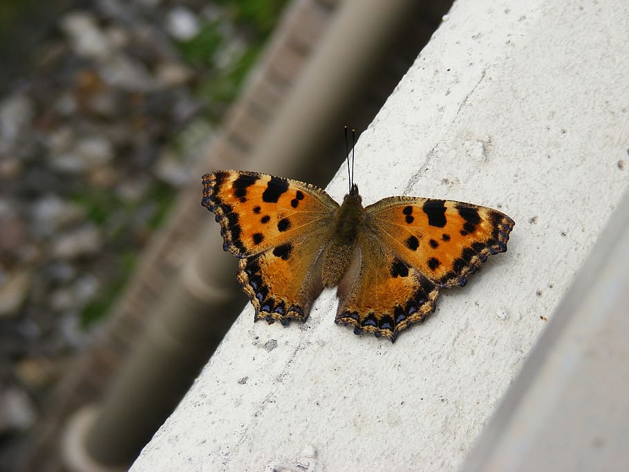 butterfly, sun, spread, animal wildlife, animal themes, insect HD wallpaper