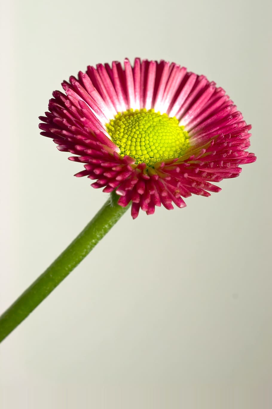 Bellis, Daisy, White, red, bellis philosophy, tausendschön HD wallpaper