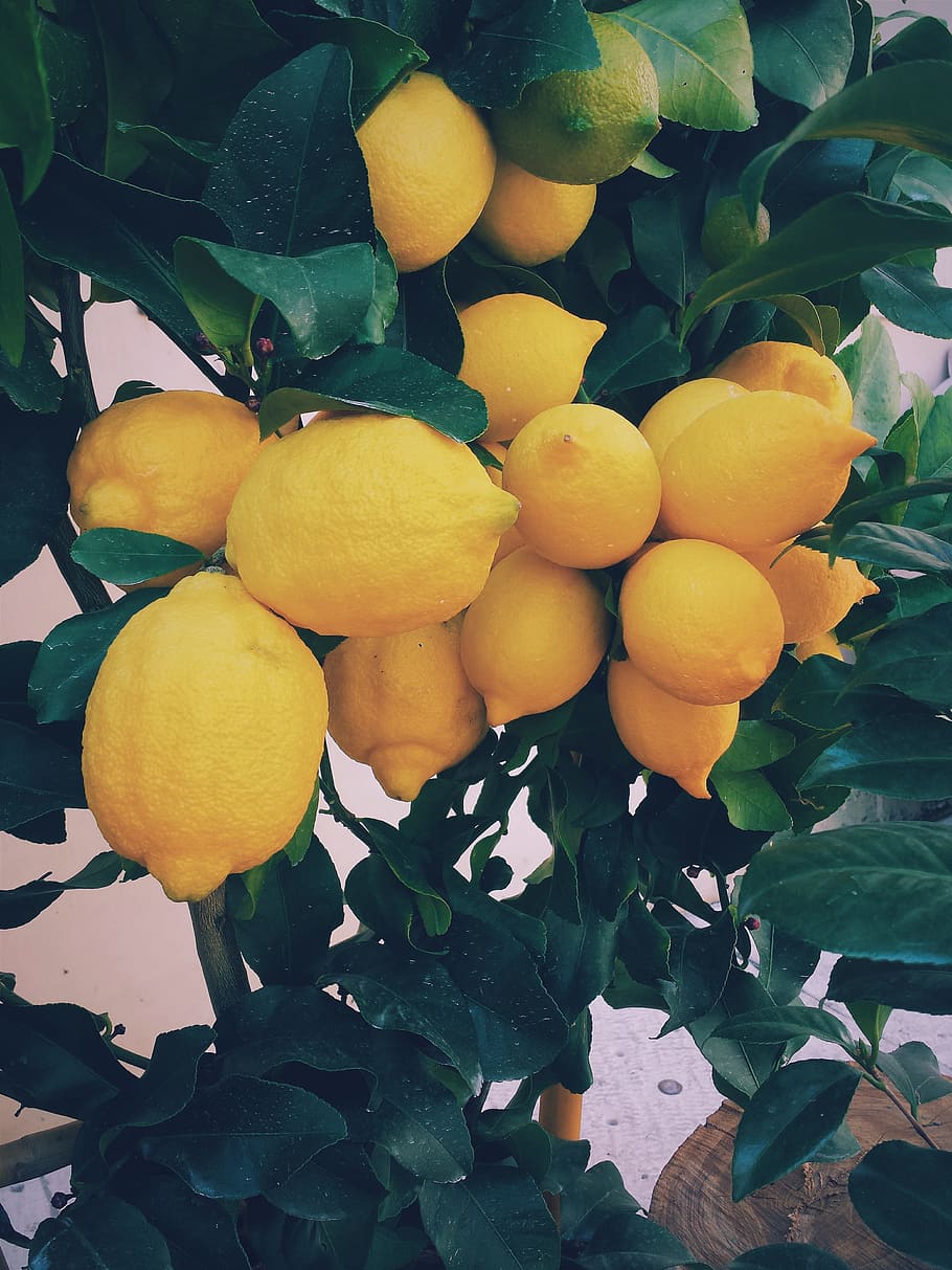 lemon fruits, lemon tree, lemons, citrus, yellow, organic, crop HD wallpaper
