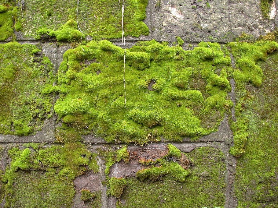 wall coated by green grass, moss, rock, texture, background, green color, HD wallpaper