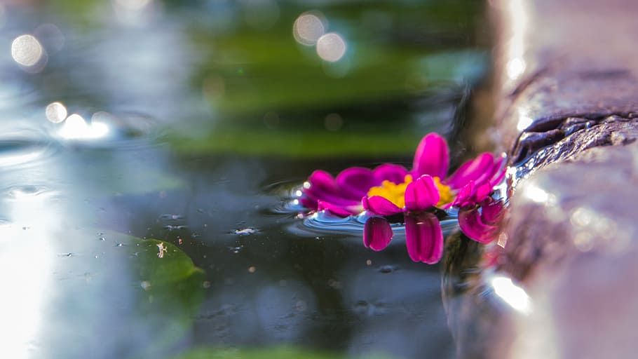 flowers, pool, macro, flowering plant, pink color, water, beauty in nature HD wallpaper