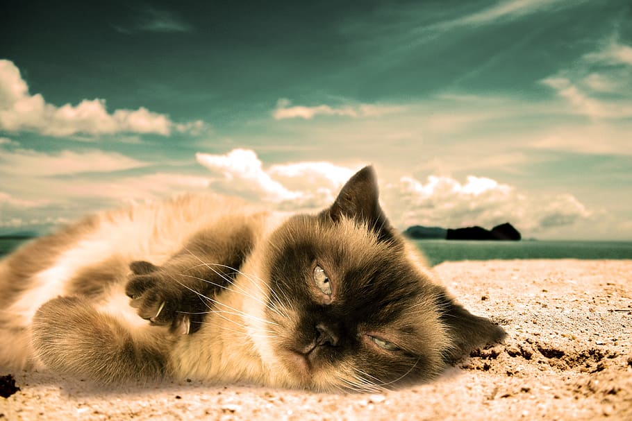 nature, outdoors, cat, cuddly, rest, furry, beach, animal, cute