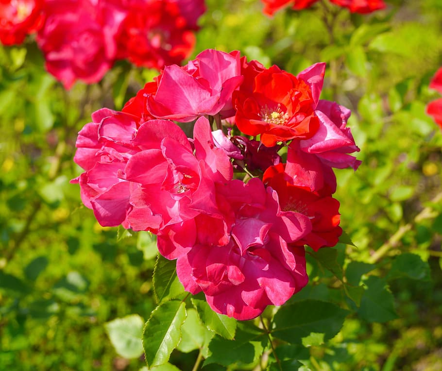 Flower, verny park, rose, large flower, red, orange, intense, HD wallpaper