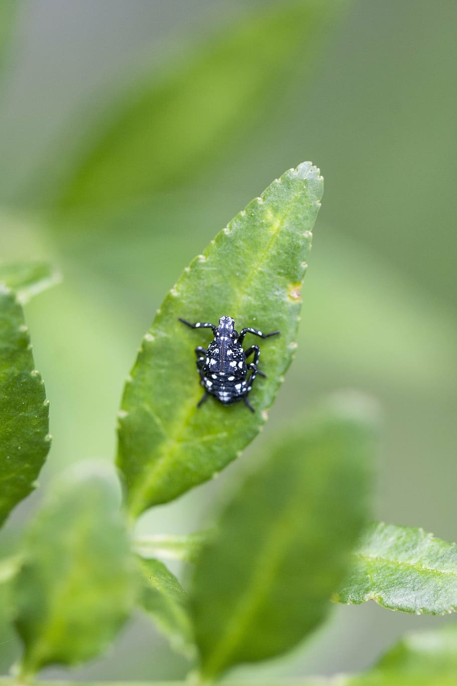 insects, affix, pool, green, nature, makro, abstract, plants HD wallpaper