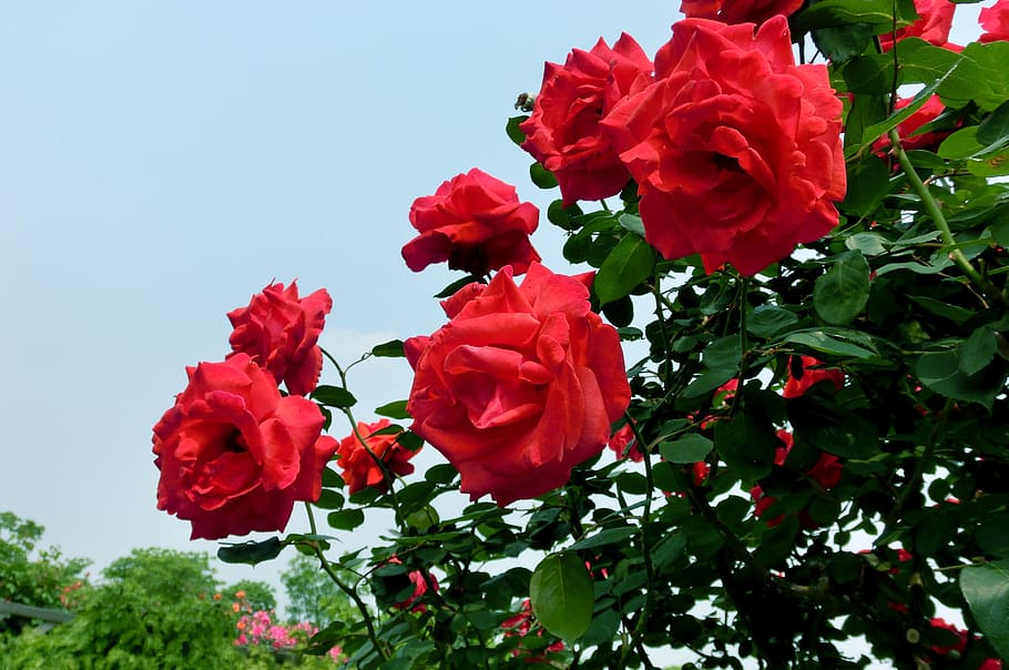 china rose, flowering, red, spring, botanical garden, flowering plant, HD wallpaper