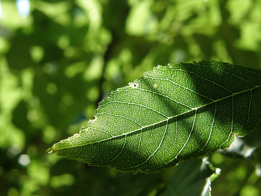 Sheet, Sunny, Green, Tree, Tree, Leaf, green color, nature HD wallpaper