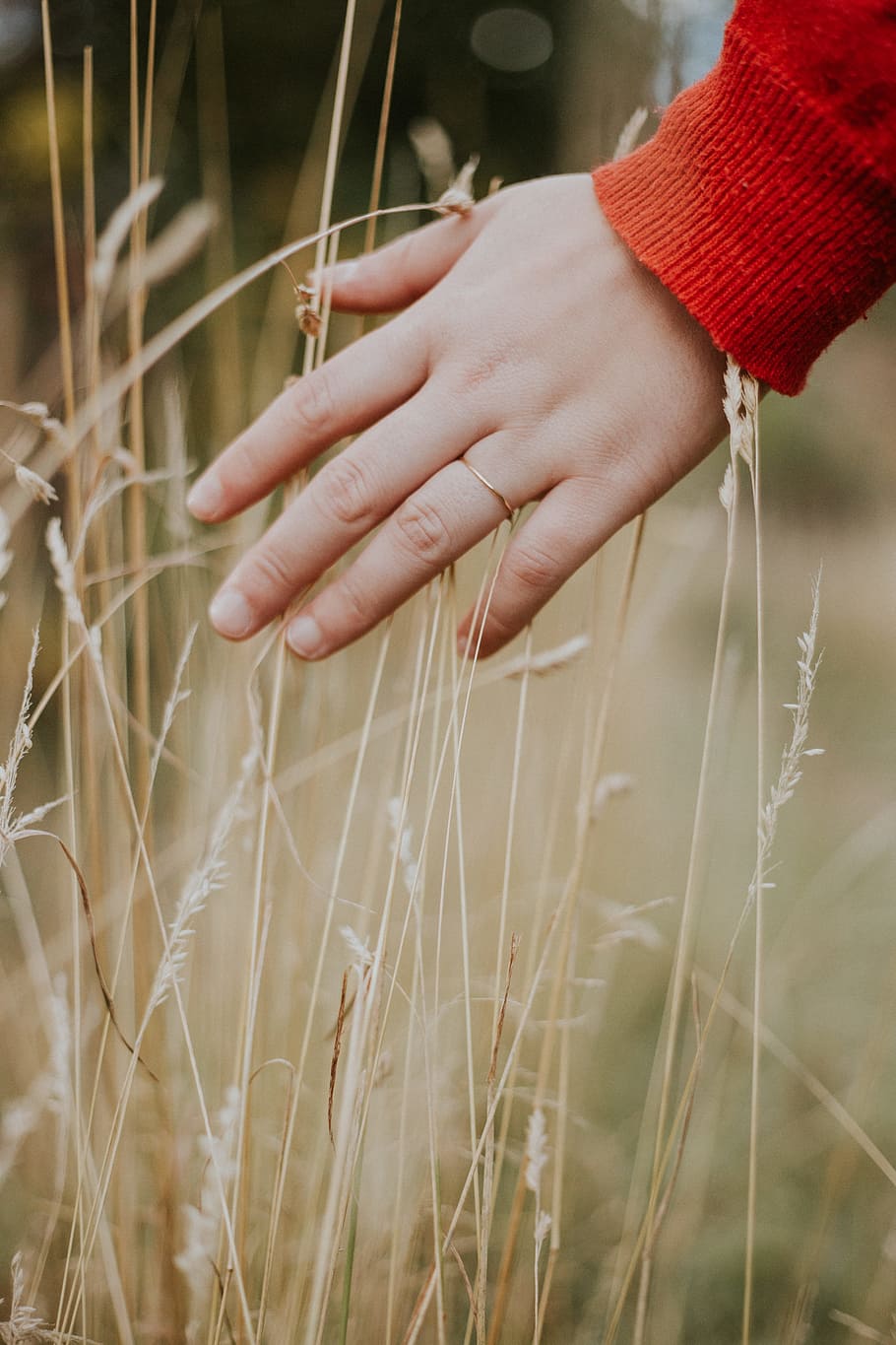 person holding beige grass during daytime, feeling, hand, touch HD wallpaper