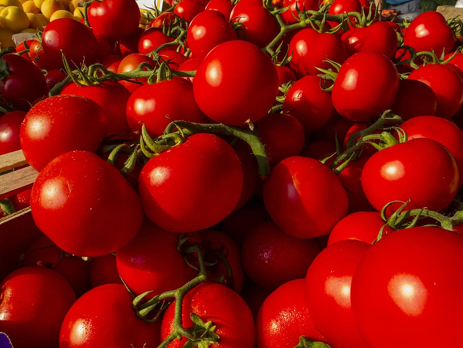 tomatoes, vegetables, red, food, fruit, freshness, organic HD wallpaper