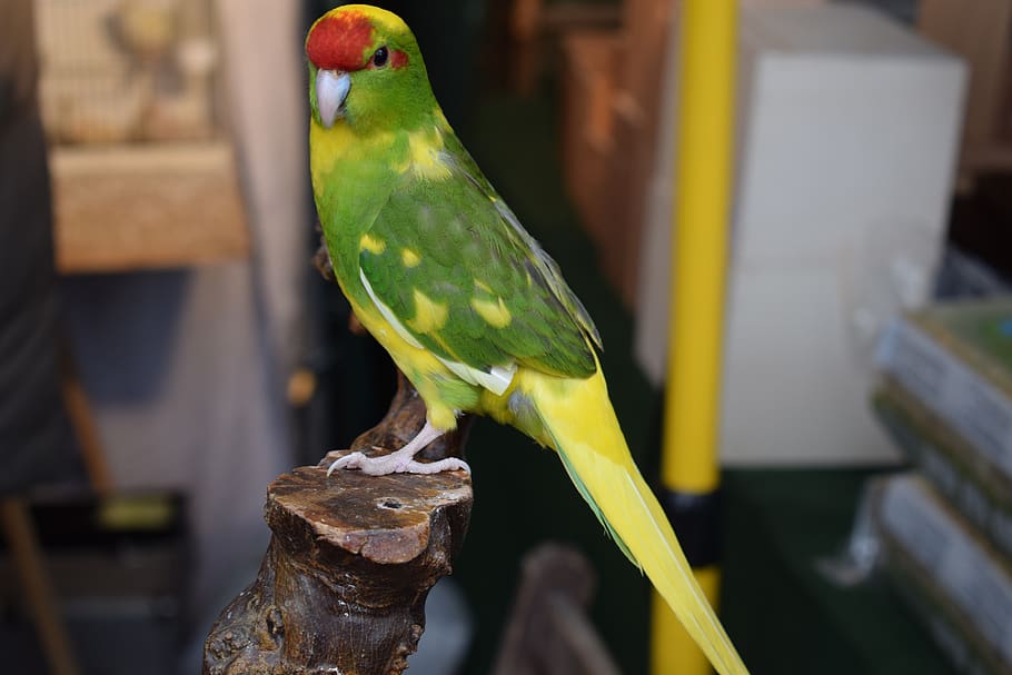 bird, nature, animal themes, vertebrate, one animal, parrot HD wallpaper