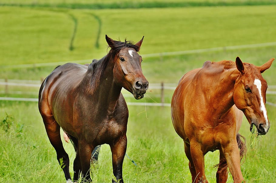 horses, for two, coupling, stallion, eat, paddock, brown, meadow HD wallpaper