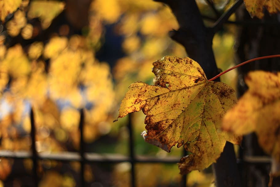 leaf, fall, nature, outdoors, flora, yellow, autumn, colour HD wallpaper