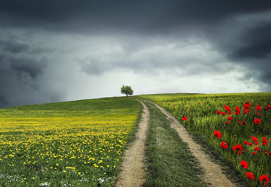 solitary tree on red poppies and yellow flower field, night HD wallpaper